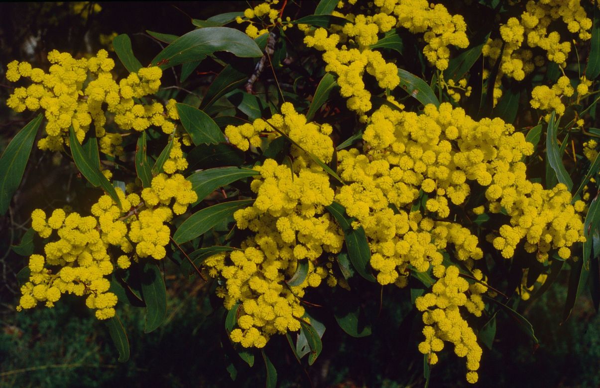 Acacia Pycnantha Golden Wattle Genomics For Australian Plants